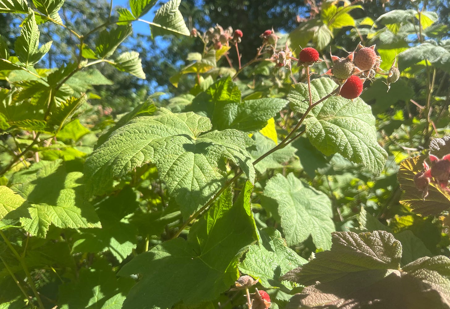 Thimbleberry patch