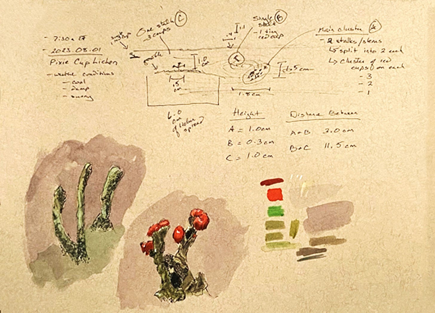nature journal page about lichen