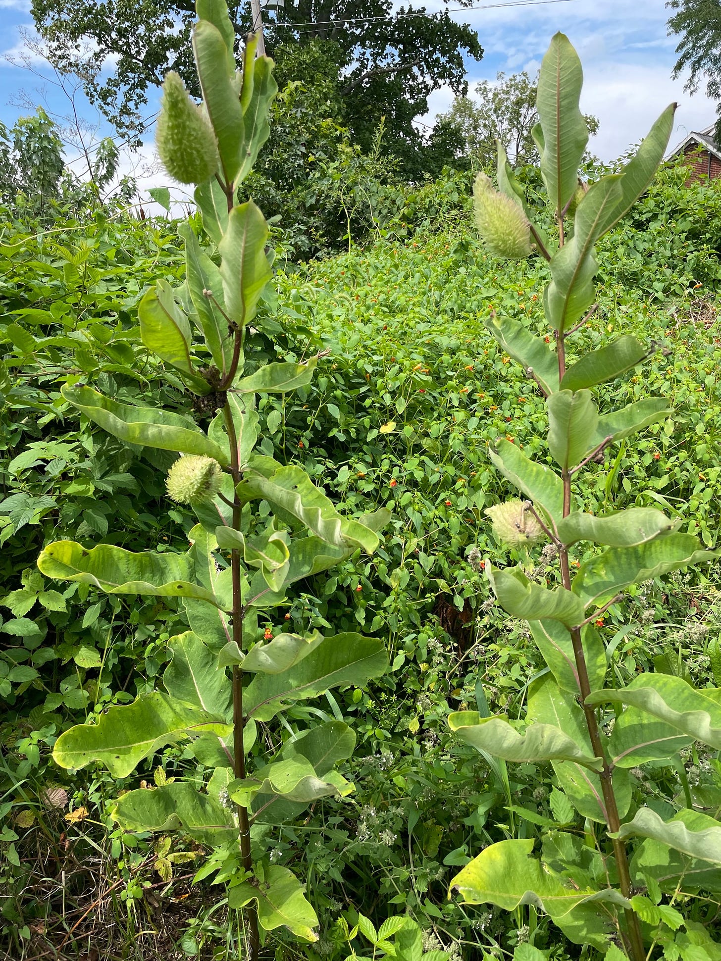 A pair of 5 foot tall milkweed plants with pods.  Asclepias Syriaca.