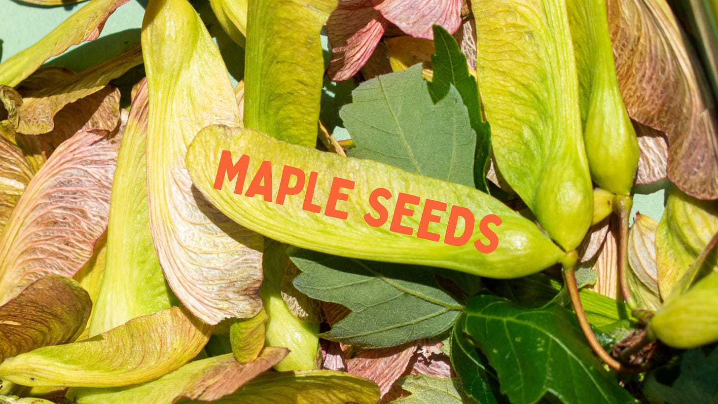 High contrast close up image of maple seeds and samaras in the sunlight, shot by JB Douglas for The Wild Grocery