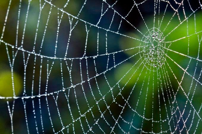 Cientistas reproduzem teia de aranha em laboratório | Exame