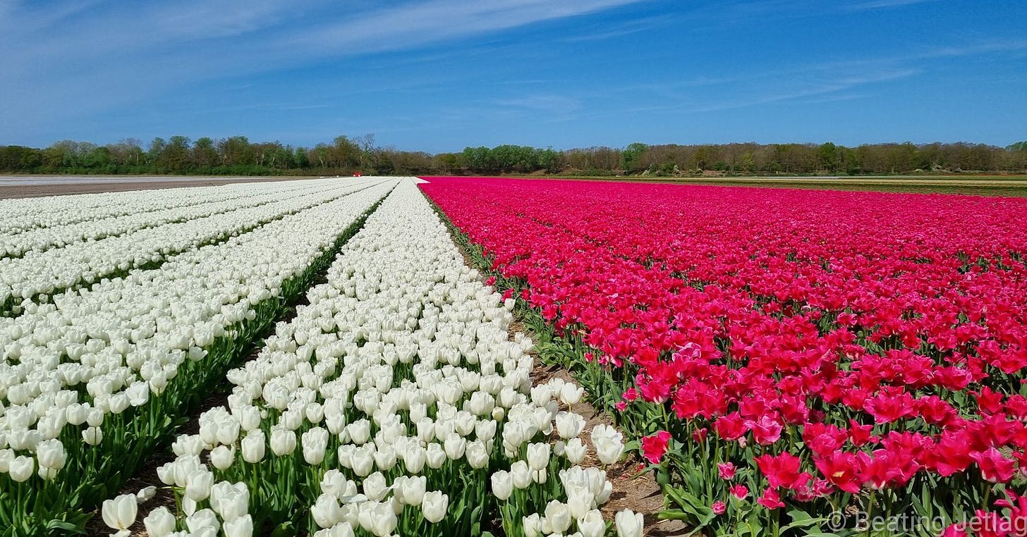 Tulip field near Keukenhof in Netherlands