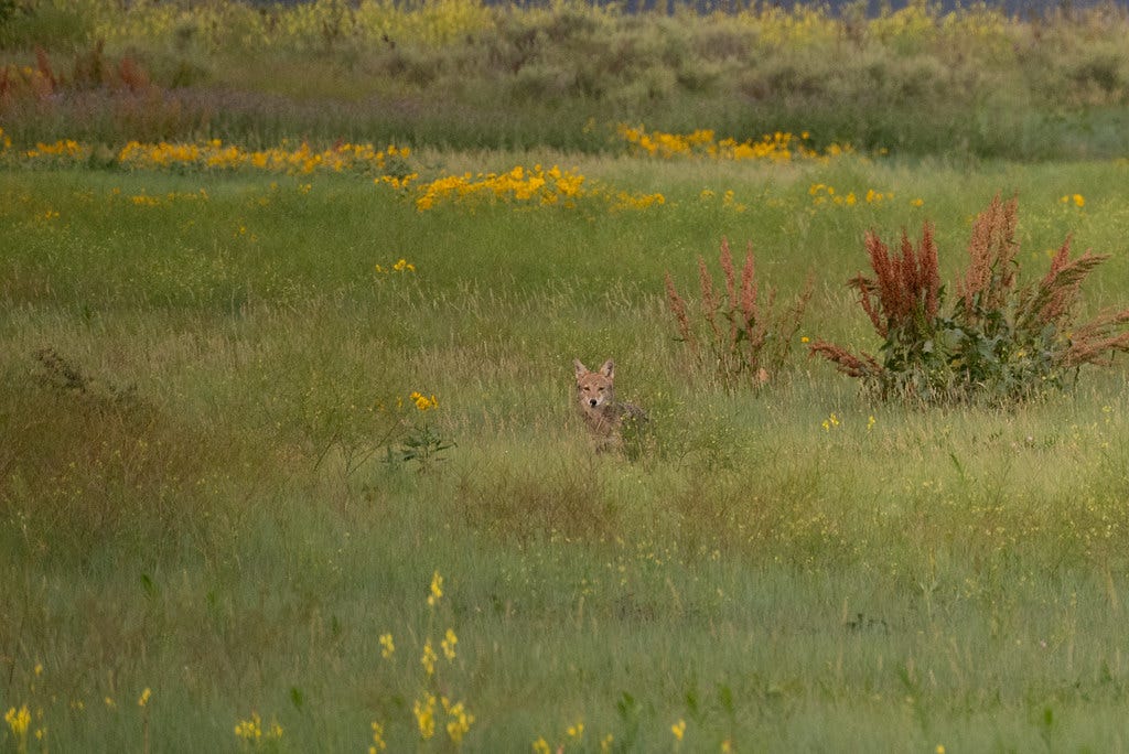 A coyote in tall prairie grass watches the photographer keenly.