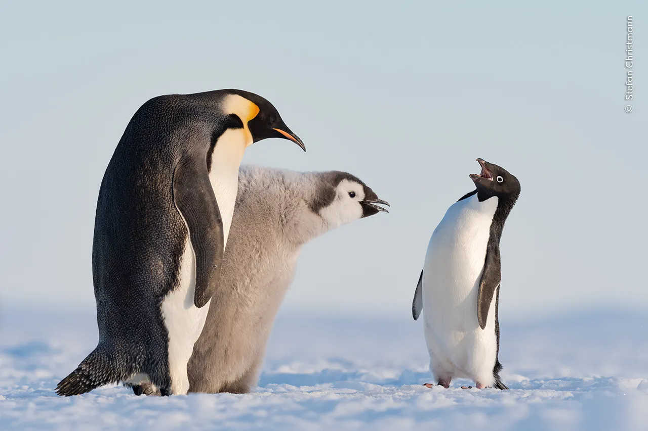 un pingüino de Adelaida se lleva la reprimenda de un pingüino emperador y su cría