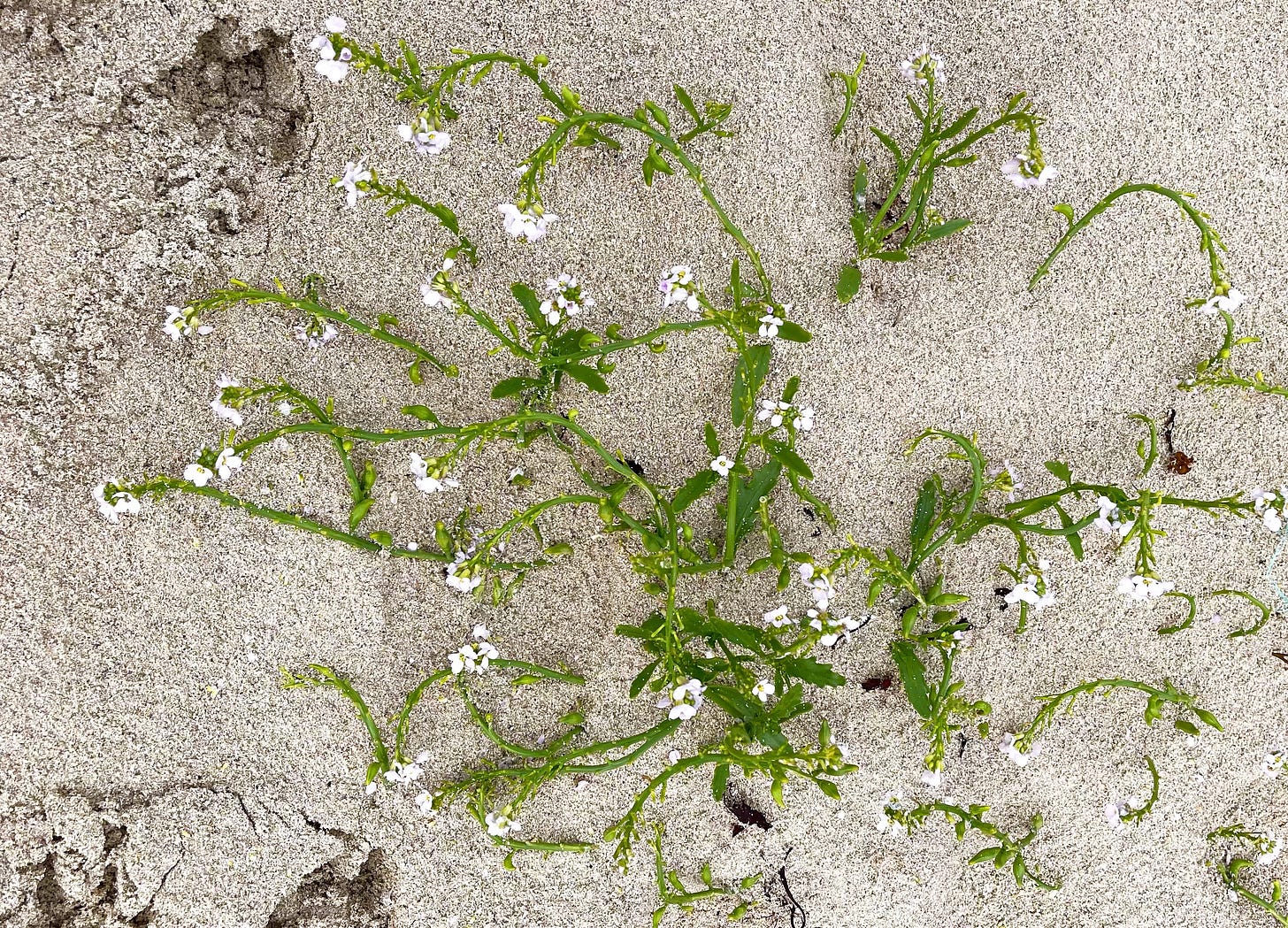 strands of bright green weed with small white flowers lie strewn on a pale sand beach