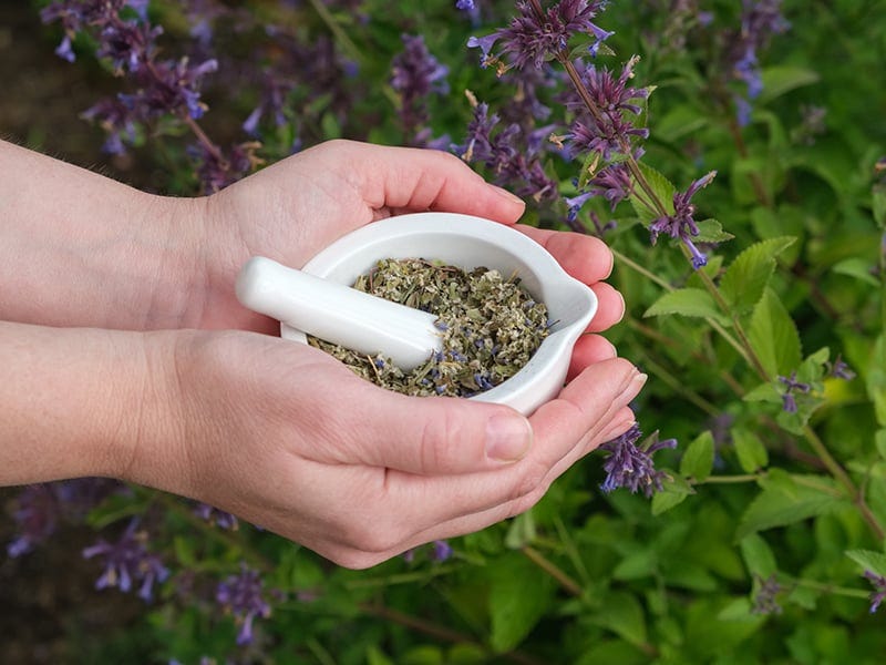Anise Hyssop Herb Medicinal Preparation