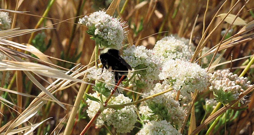 bee on buckwheat