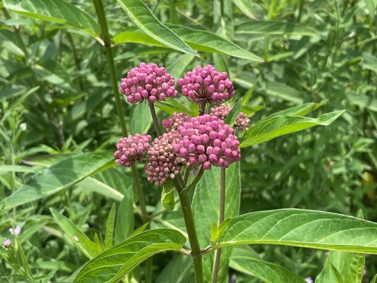 We arrived home in time for the first swamp milkweed blooms in our backyard refugium.