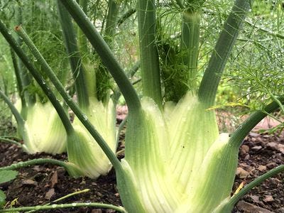 Fennel | Description, Characteristics, & Uses | Britannica