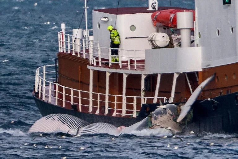 With Iceland's whale hunt suspended until August 31, it now looks doubtful the nation's last remaining whaling company, Hvalur, would head out to sea that late in the season (Halldor KOLBEINS)