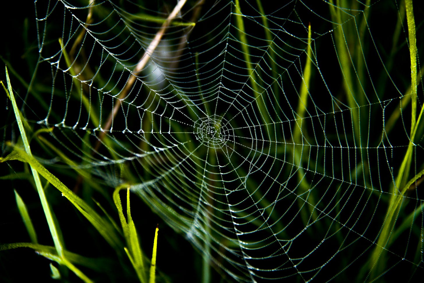 Close-up of a spider's web