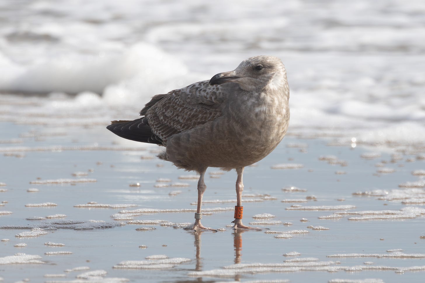a gray seagull facing left with an orange band on its left leg and a metal band on its right leg, standing on wet sand with the ocean in the background