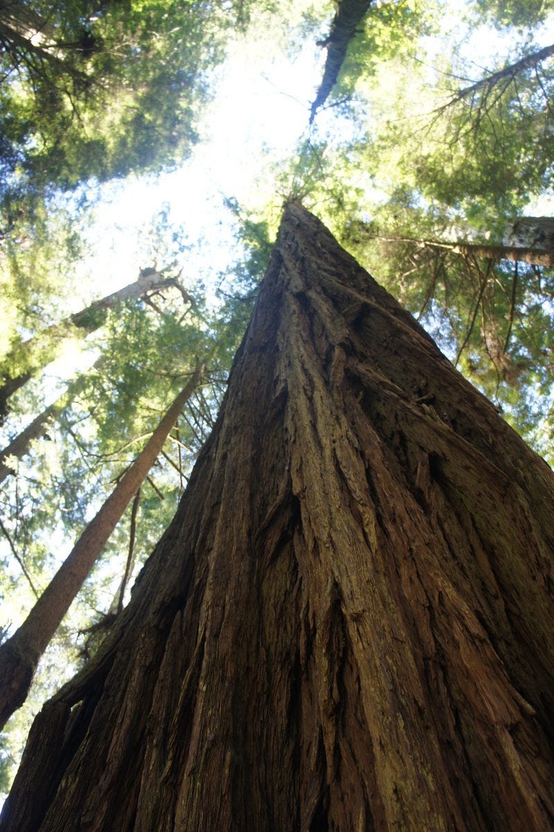 Blue sky far above in Jedediah Smith State park.