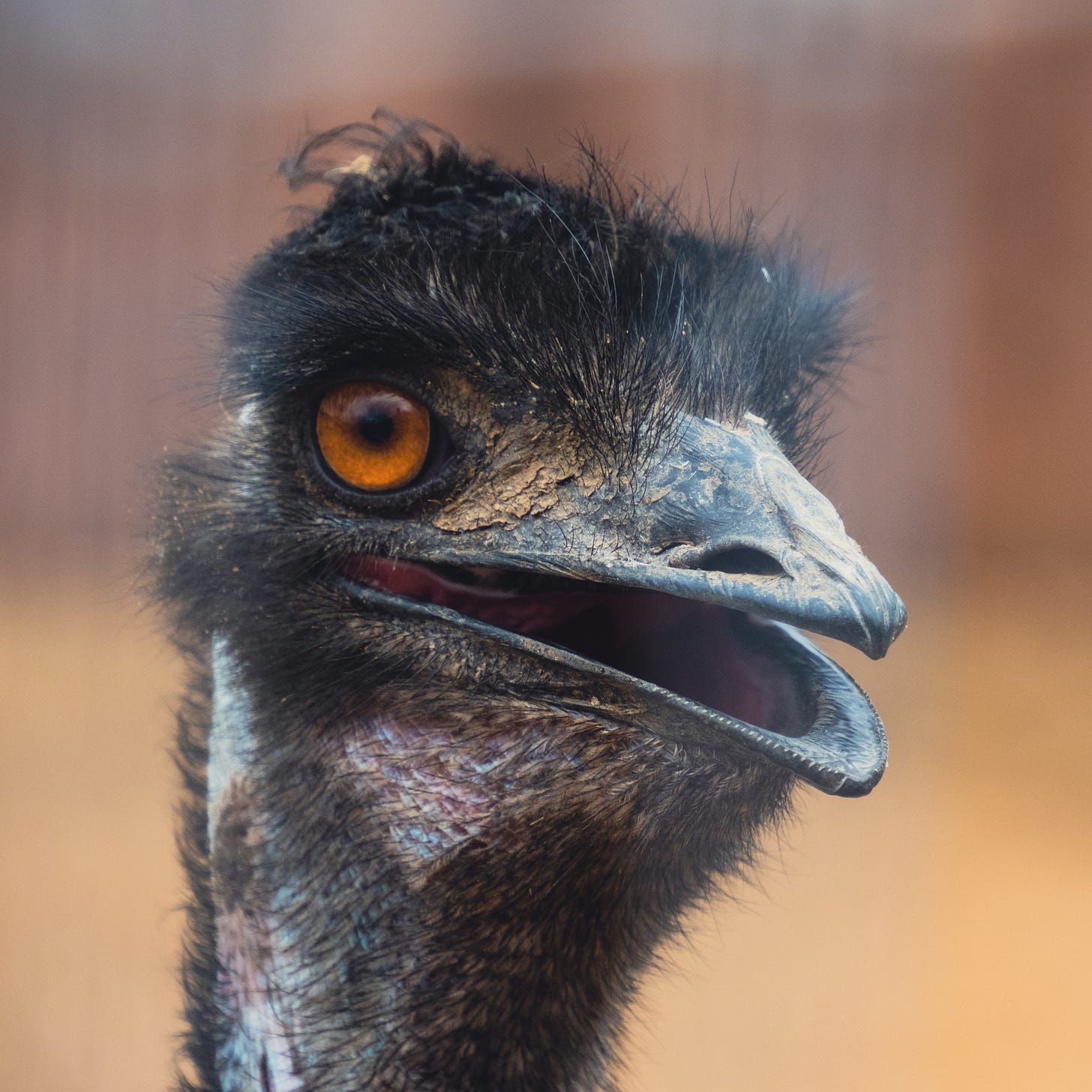 A close-up portrait of an emu with their beak slightly open and looking like an absolute Muppet