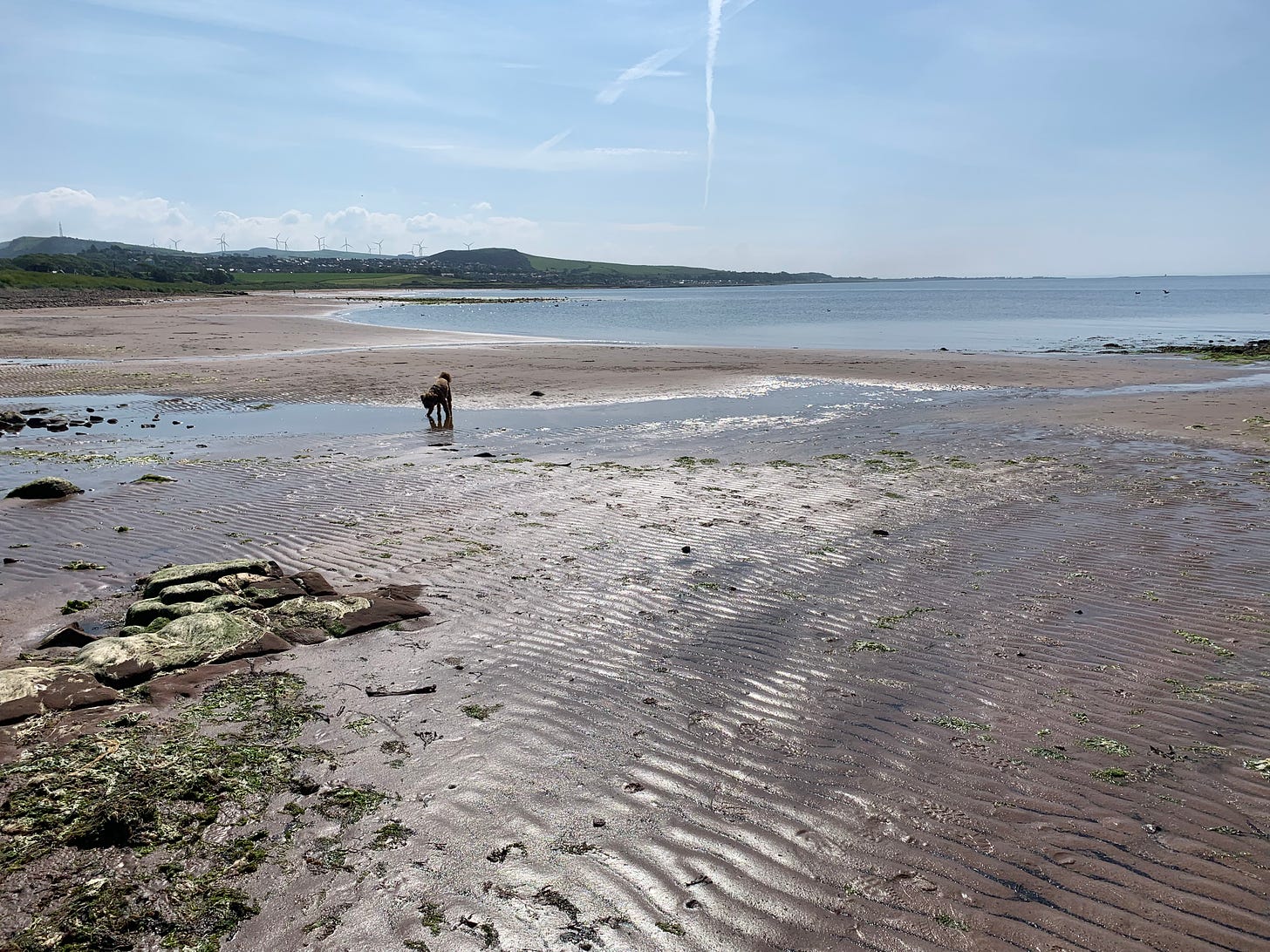 A dog on a wide and empty sandy beach