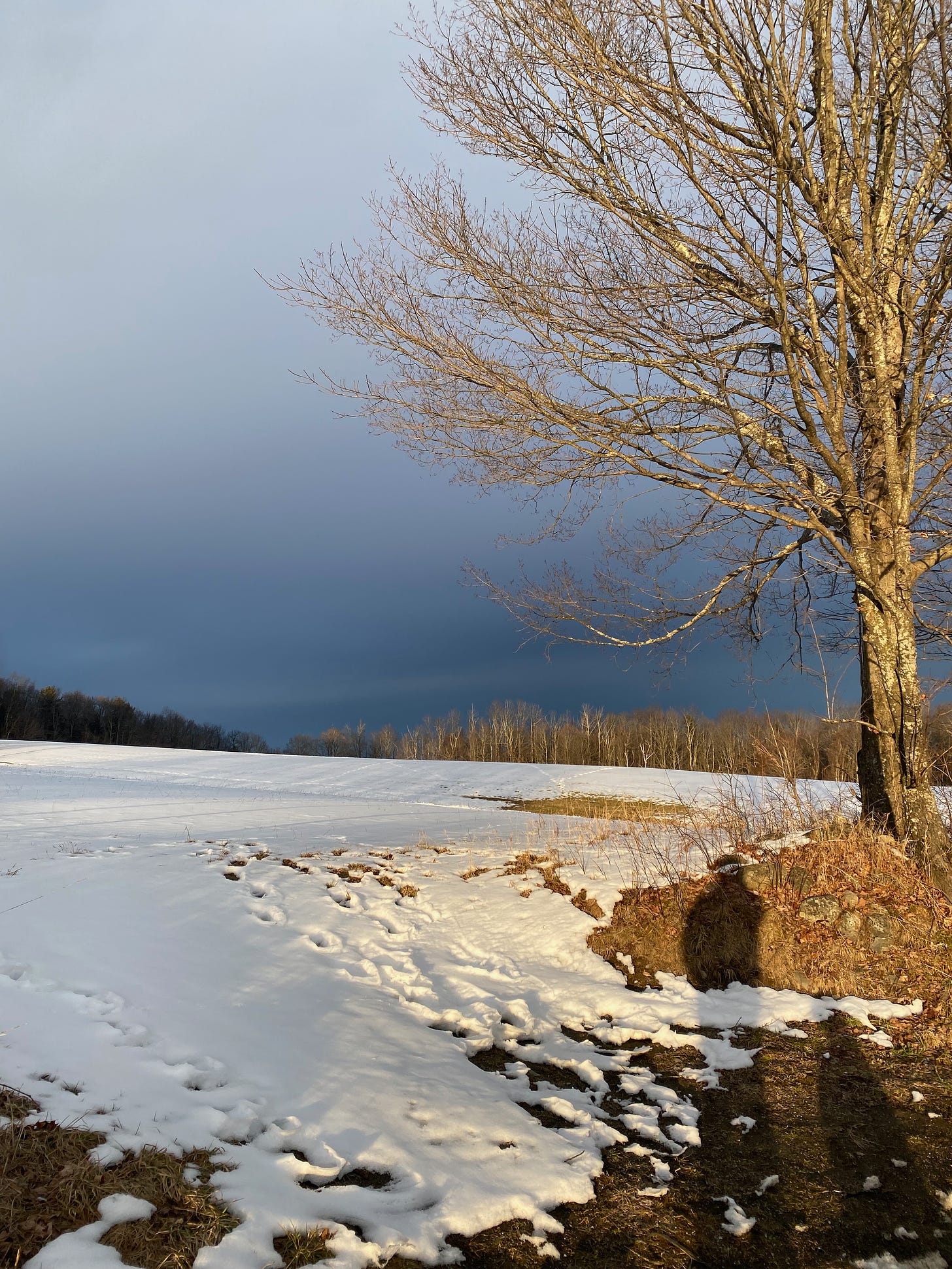 A snowy field under a dramatic blue and grey sky. One tree is backlit golden by the sun.
