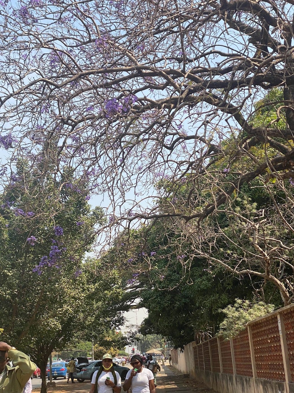 Picture of a tree with purple flowers taken by author