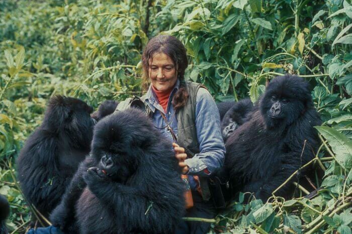 Dian Fossey rodeada de gorilas