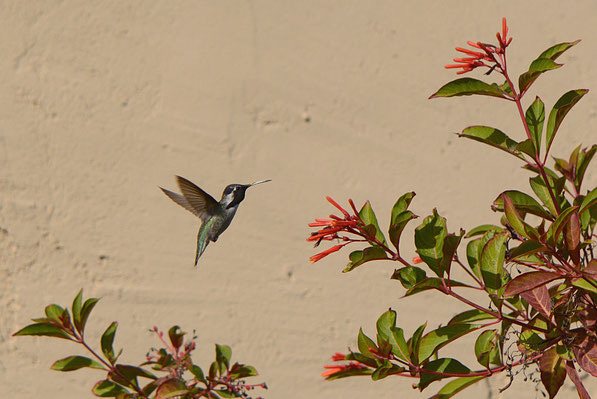 male Costa's hummingbird and Hamelia patens