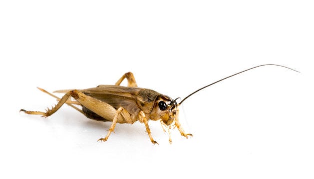 Cricket Bug Images – Browse 54,272 Stock Photos, Vectors, and Video | Adobe  Stock