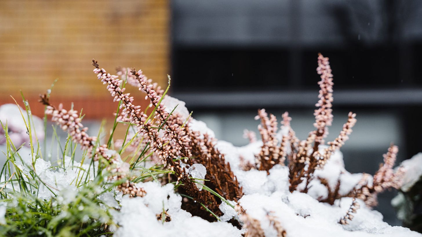 winter dormant plants