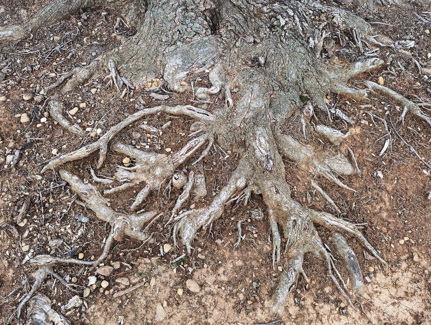 The base of a tree, roots asprawl, intertwined with soil, rocks, and twigs.