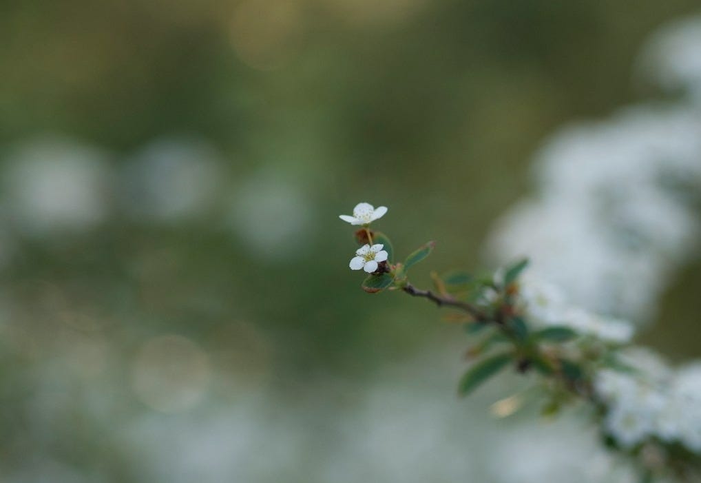 white flowers with green leaves