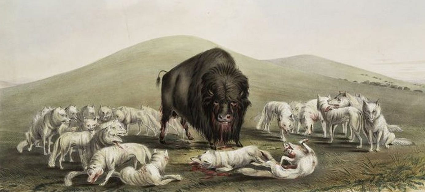 George Catlin’s ‘Buffalo Hunt’ (1845)