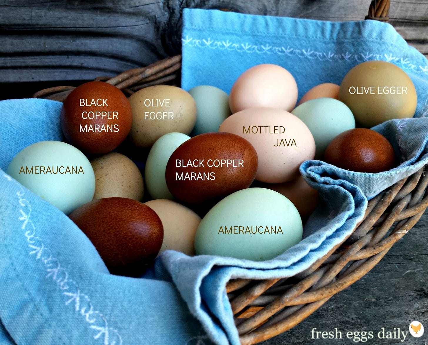 A Rainbow of Egg Colors - What Breed of Chicken Lays Which Color Egg ...