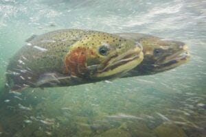 A pair of steelhead trout spawning in Peña Creek, a part of the Russian River watershed in Sonoma County. Will Boucher/California Sea Grant, via Flickr