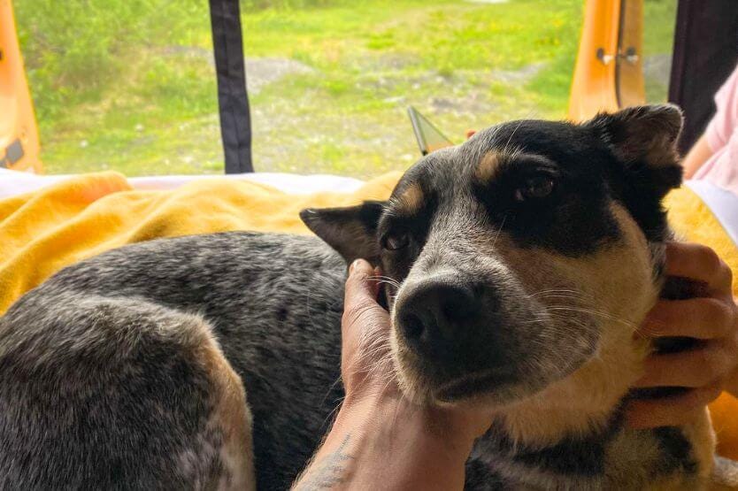 Scout, a blue heeler, lies in the back bed of a converted campervan and leans her head into her owner's hand for pets