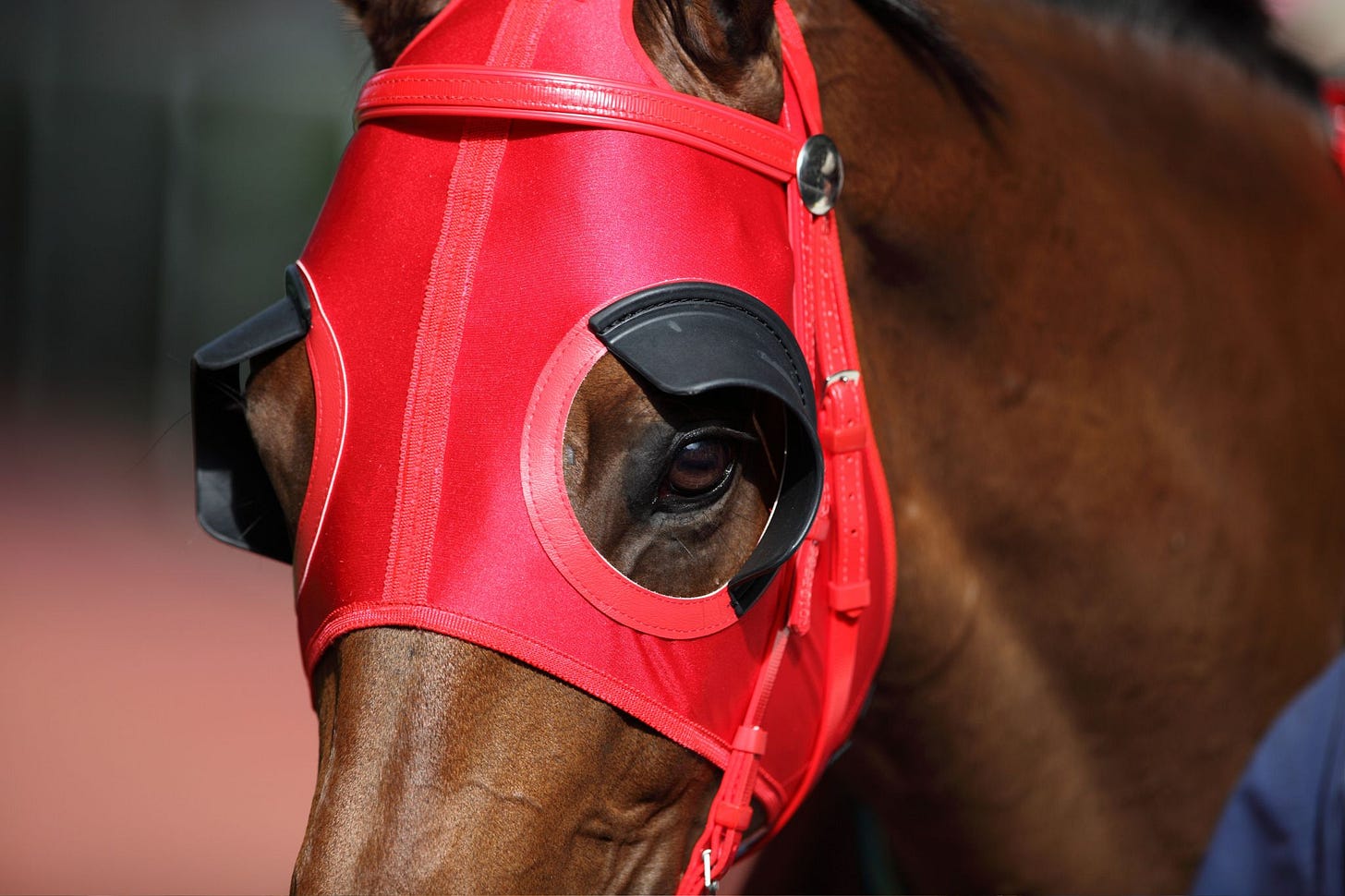 Focused or Flying Blind: Why Horses Wear Blinkers - Horse Rookie