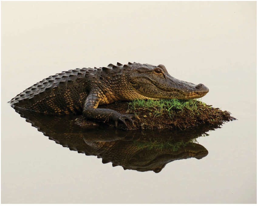 imagen de aligátor americano en un pantano de Florida