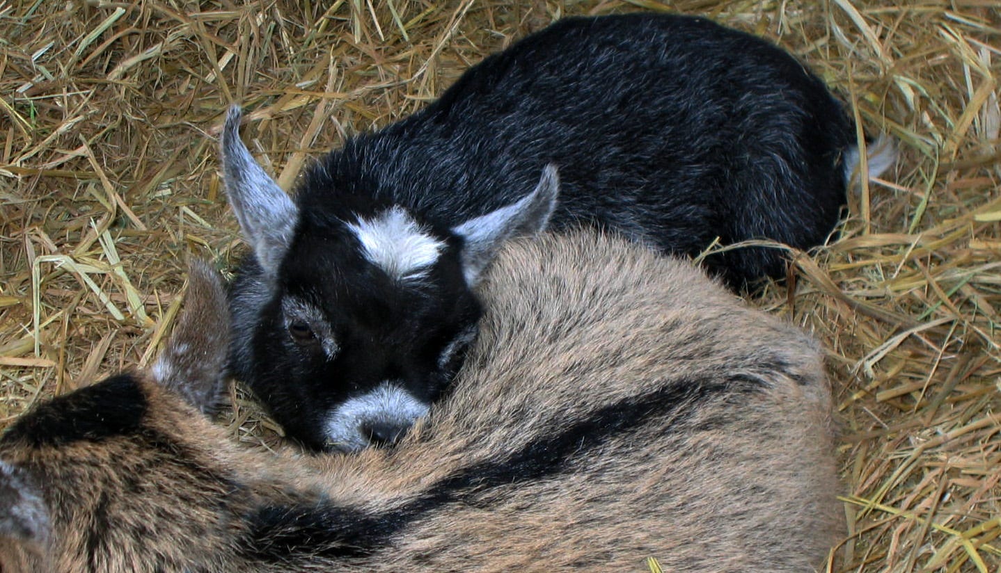 Two baby goats curled up together on a bed of hay.