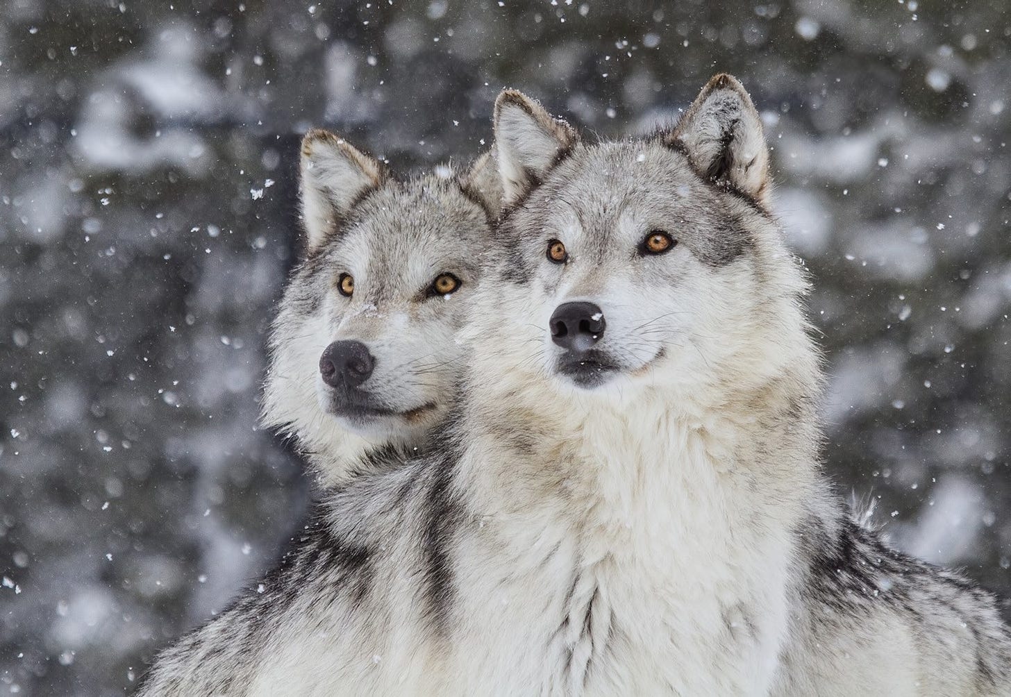 Why The Best Time to See Wolves in Yellowstone Is Winter | KOA Camping Blog