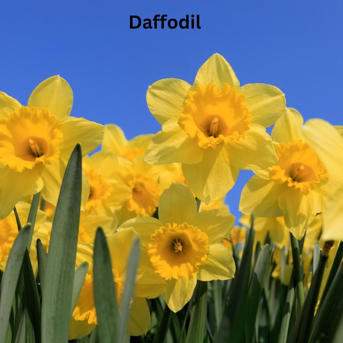 Daffodil flowers