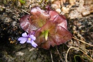 Photograph of Pinguicula ombrophila sp. nov.