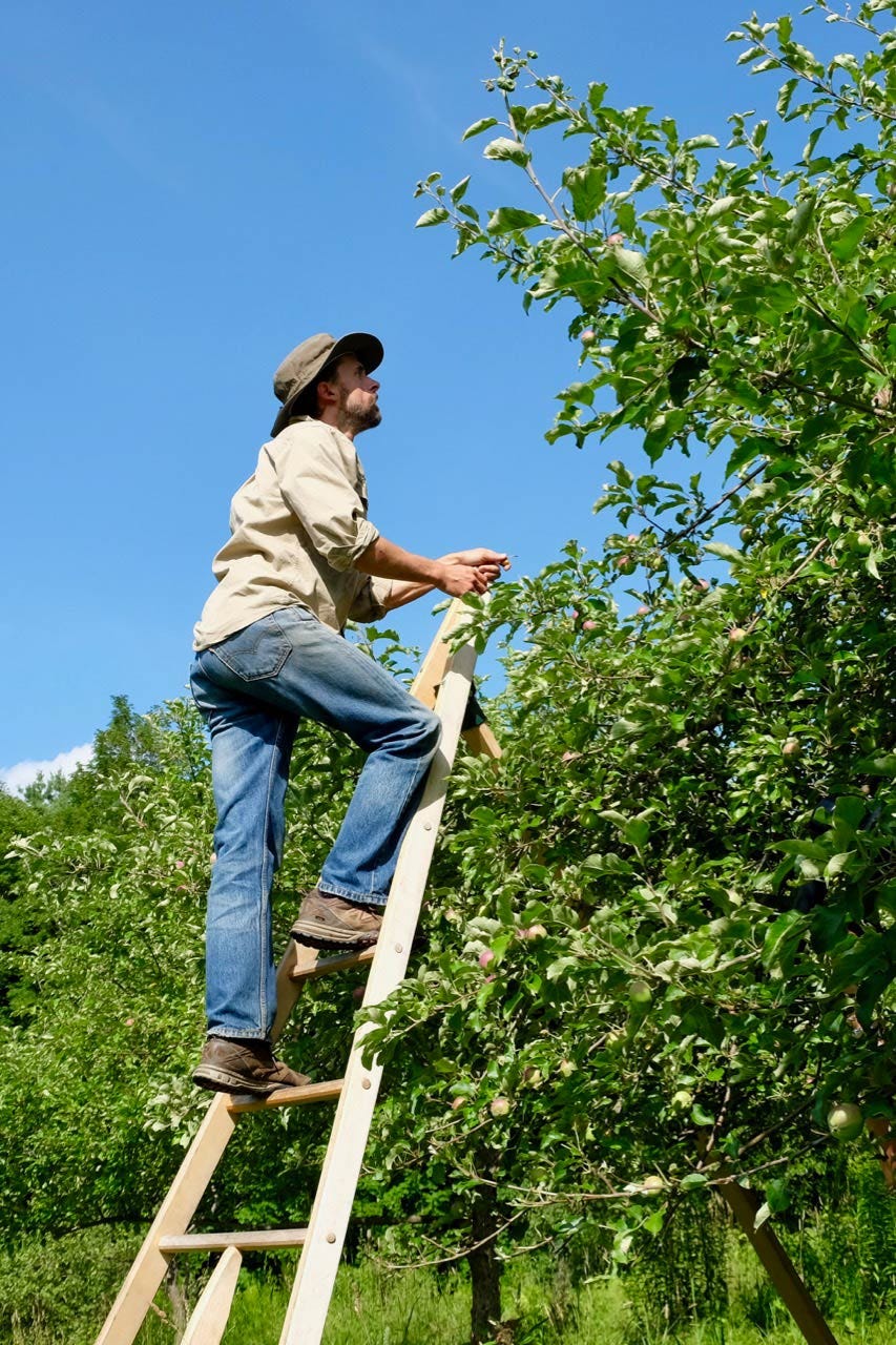 Teddy Weber on his apple ladder