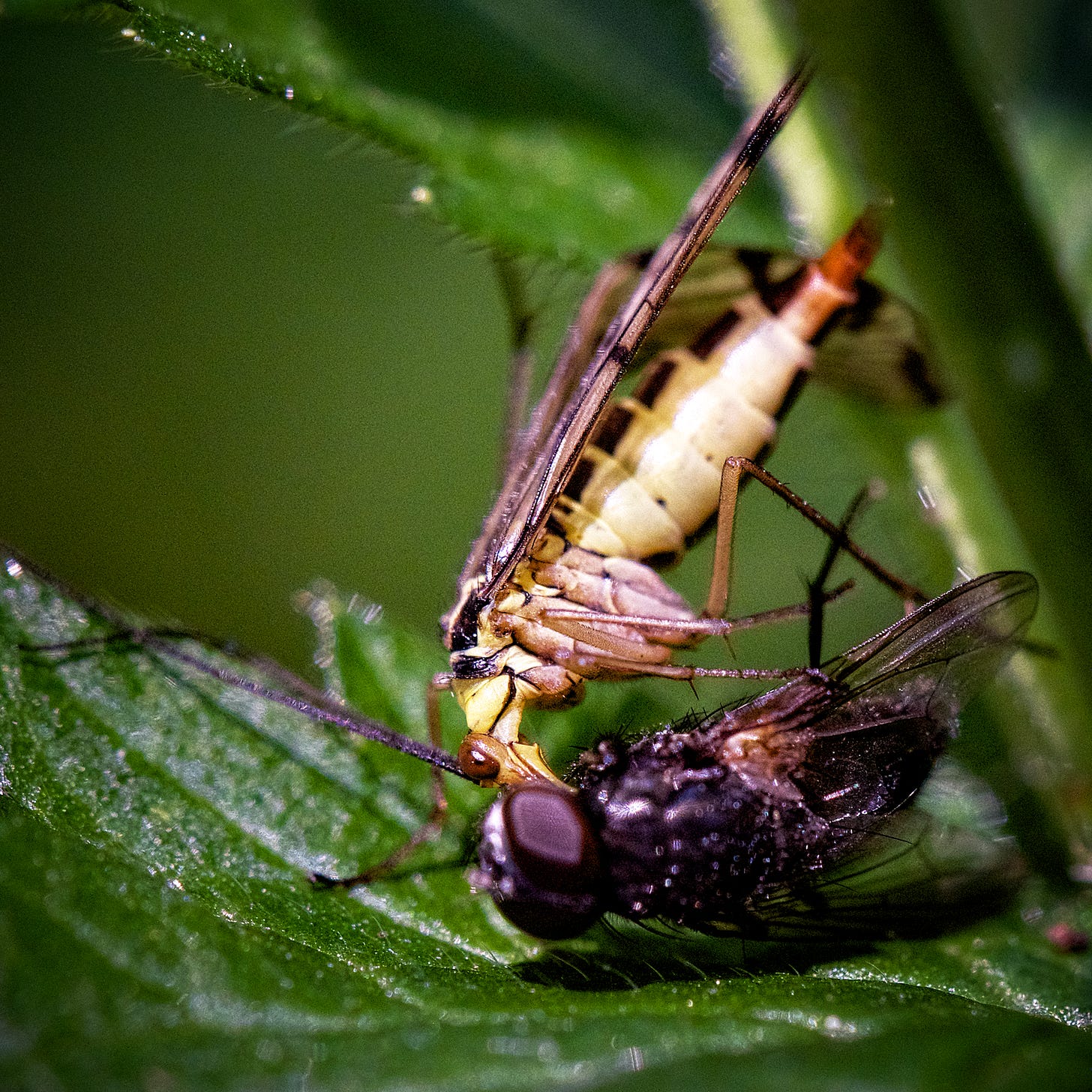 Scorpionfly eating dead fly