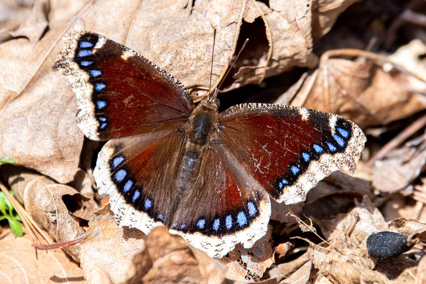 A mourning cloak butterfly with its wings spread: mahogany, with ragged ivory trim, punctuated just inside the trim with sky-blue spots