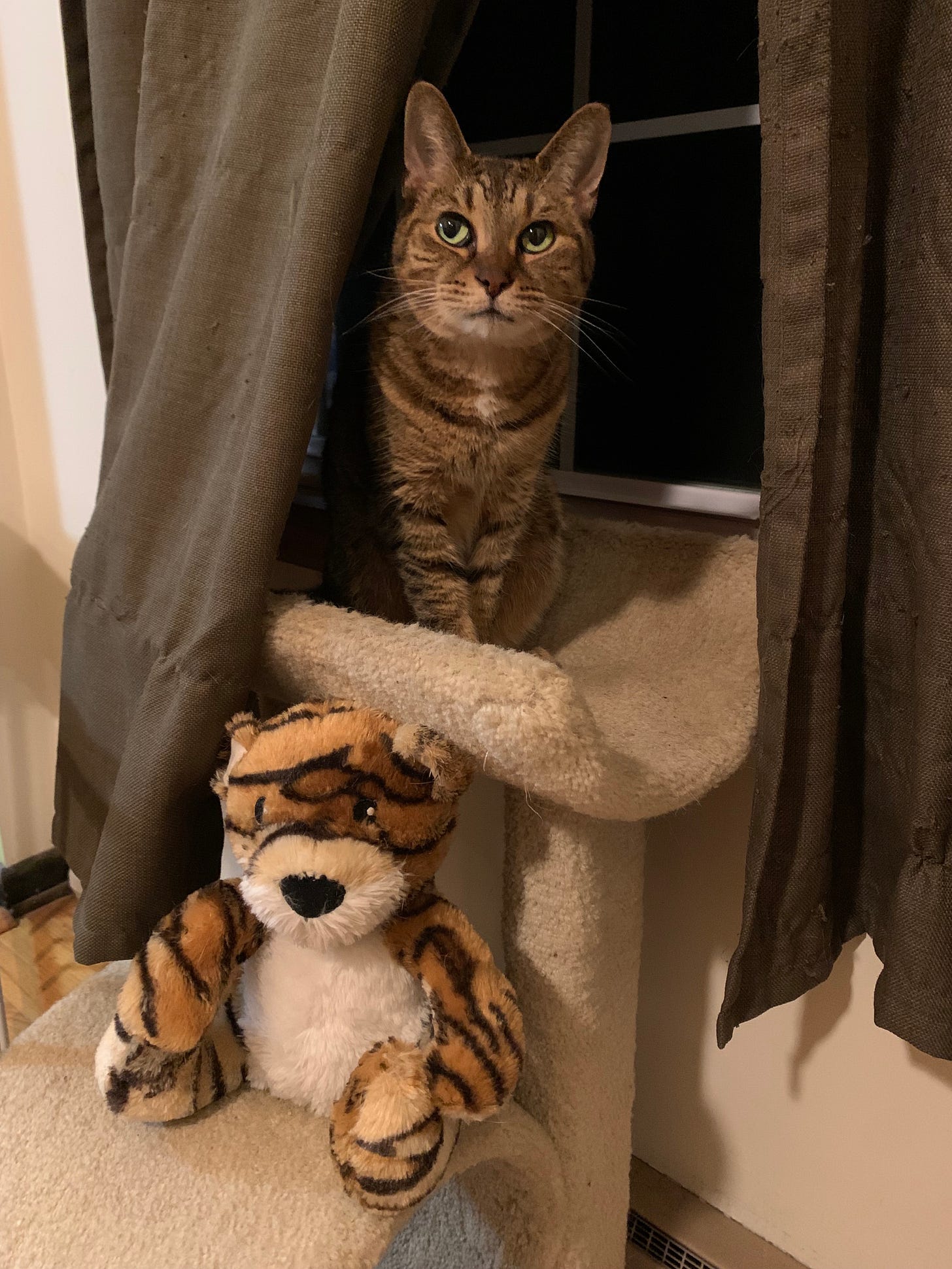 A brown tabby cat sitting on a small cat tower, looking up and to the left. On the level directly below her is a stuffed animal tiger.
