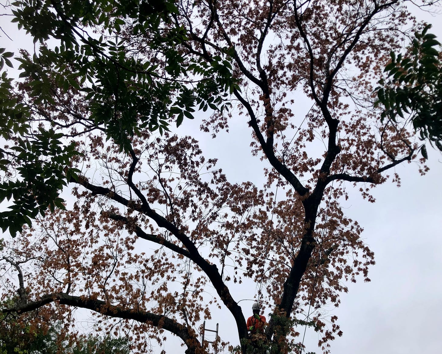 Tree trimmer in dead oak tree