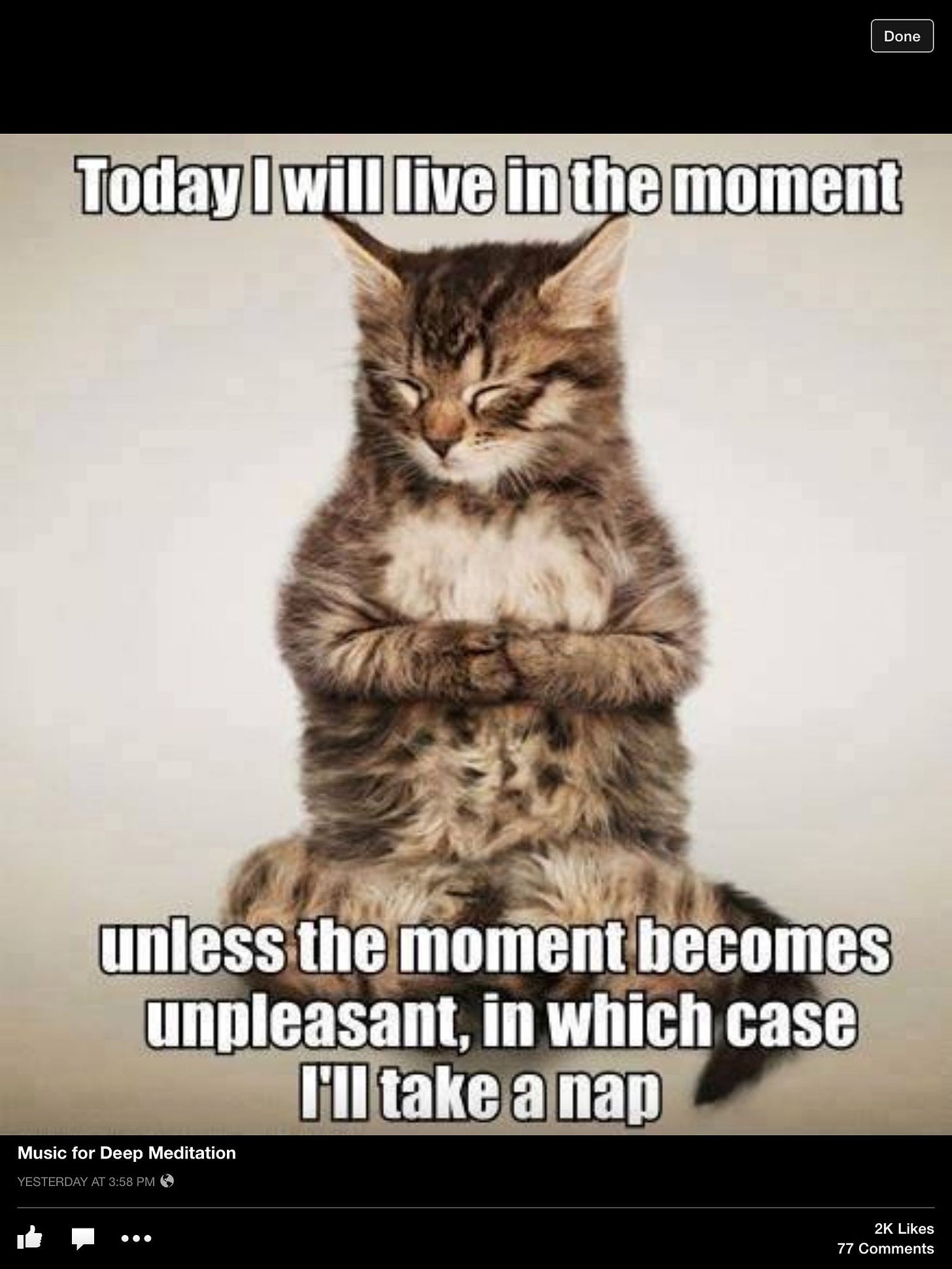Good Advice Kitty! | Cat quotes funny, Funny animal memes