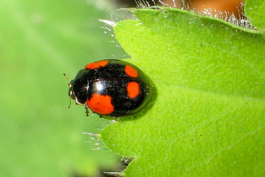 Nahaufnahme eines Zweipunkt-Marienkäfers (Adalia bipunctata) mit schwarzem Panzer und roten Flecken, der auf einem grünen Blatt sitzt. Bildautor: Holger Gröschl, http://www.naturspektrum.de / Die Datei wurde unter der Lizenz „Creative Commons Namensnennung-Weitergabe unter gleichen Bedingungen“ in Version 2.0 (abgekürzt „CC-by-sa 2.0“) veröffentlicht. Nahaufnahme eines Zweipunkt-Marienkäfers (Adalia bipunctata) mit schwarzem Panzer und roten Flecken, der auf einem grünen Blatt sitzt. Bildautor: Holger Gröschl, http://www.naturspektrum.de / Die Datei wurde unter der Lizenz „Creative Commons Namensnennung-Weitergabe unter gleichen Bedingungen“ in Version 2.0 (abgekürzt „CC-by-sa 2.0“) veröffentlicht.