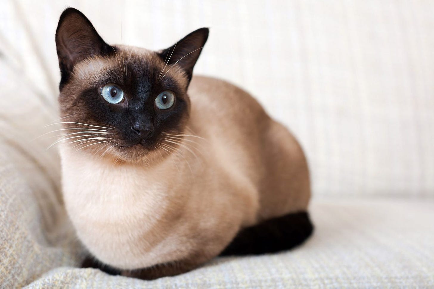 Siamese Cat Breed Information & Characteristics | Daily Paws