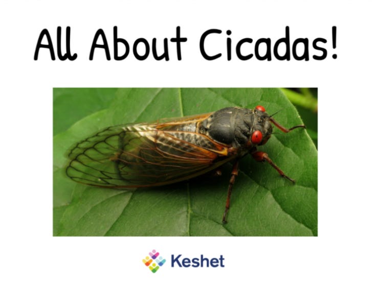 a cicada sits on a green leaf