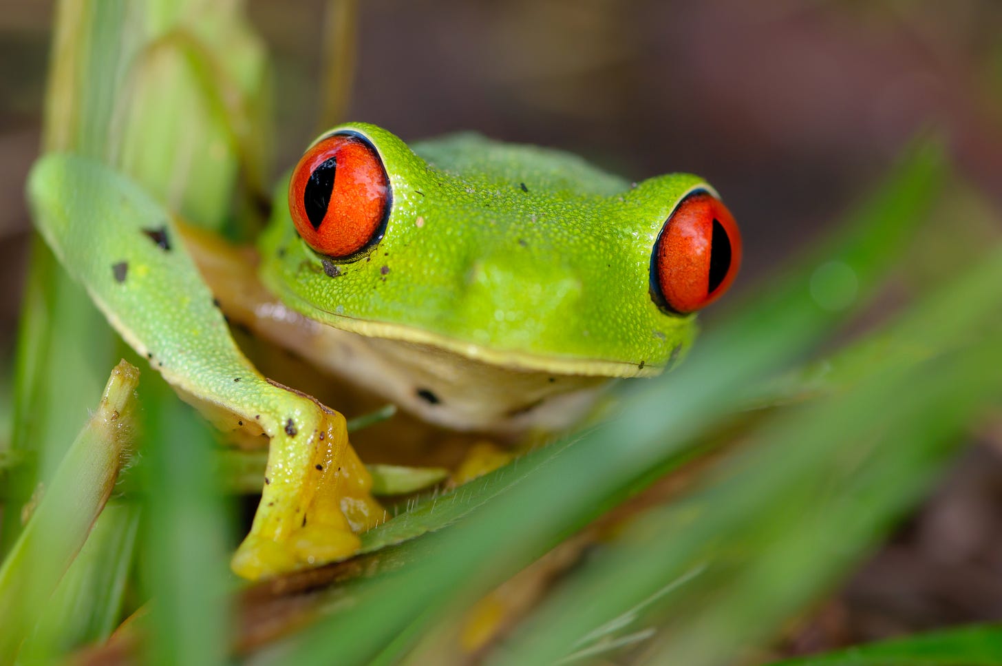 Close-up of green tree frog with red eyes