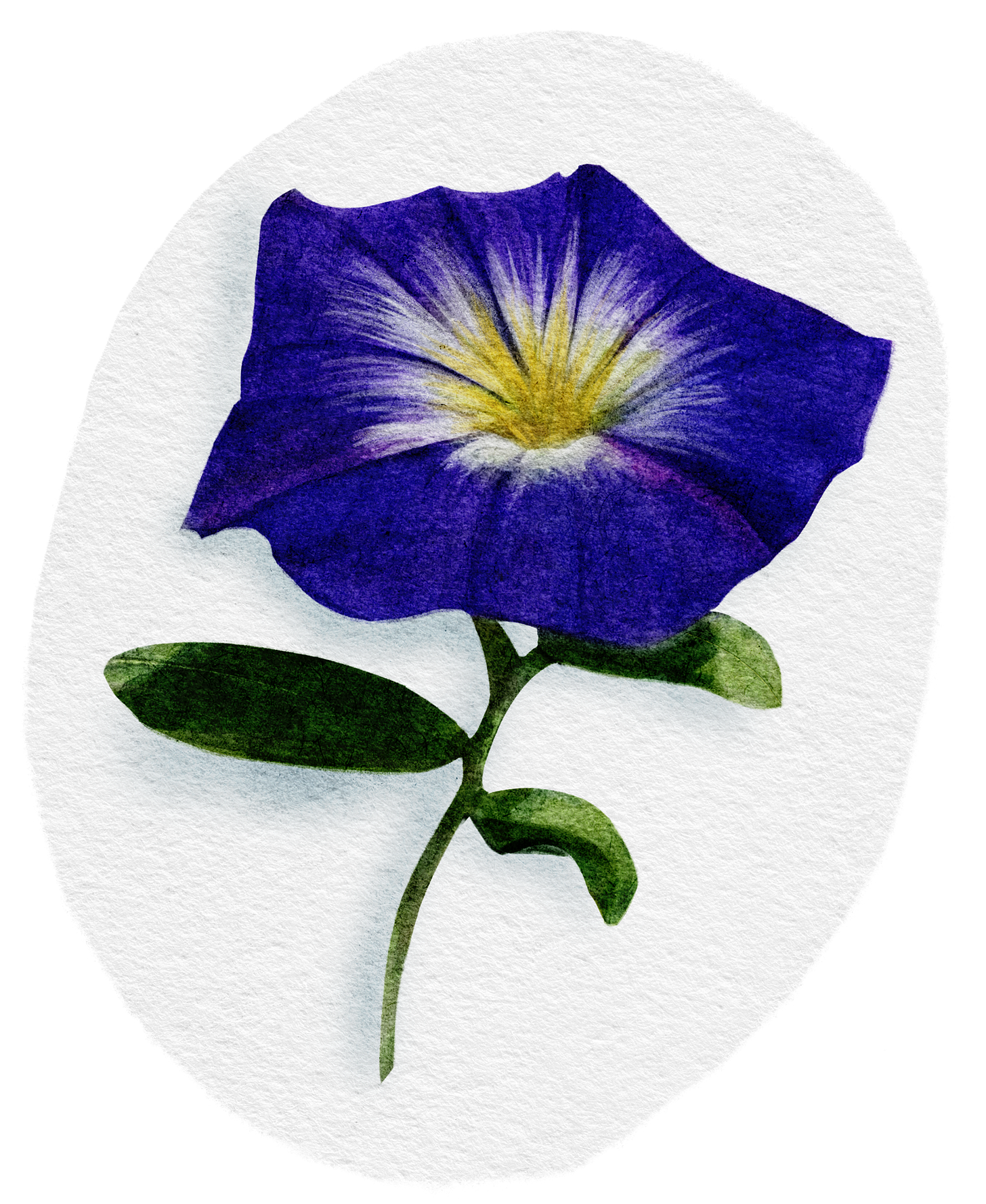 Watercolour painting of a tricolour morning glory flower. Deep purple with yellow and white centre. 