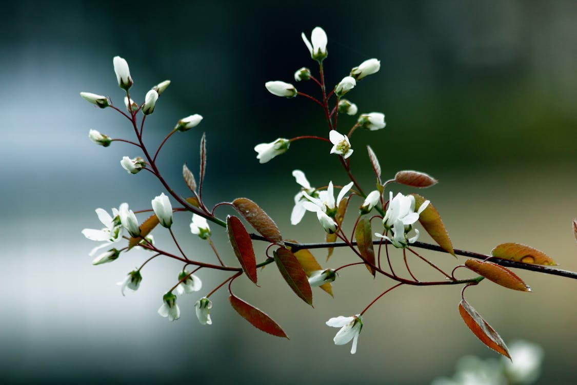Free Springtime blossoms on branches against a blurred background, capturing nature's beauty. Stock Photo