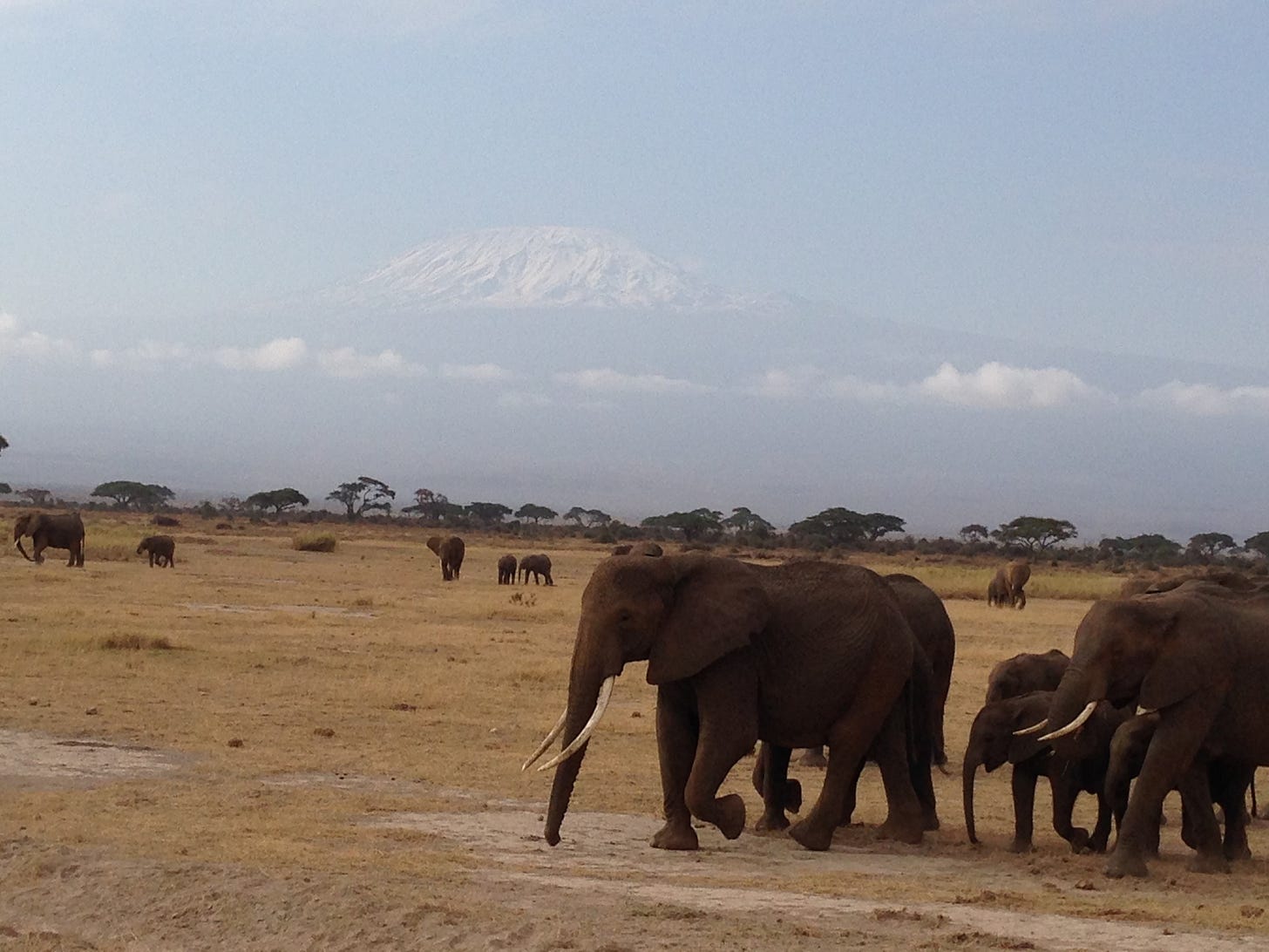 Elephants and Kilimanjaro (Photo by Maureen Ulrich)